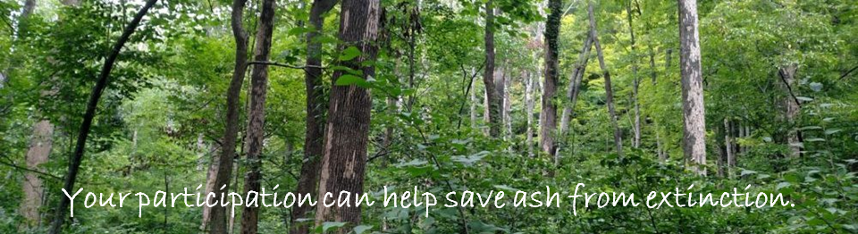 Monitoring and Managing Ash (MaMA)
